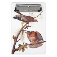 Red Shouldered Hawk Audubon Bird of Prey