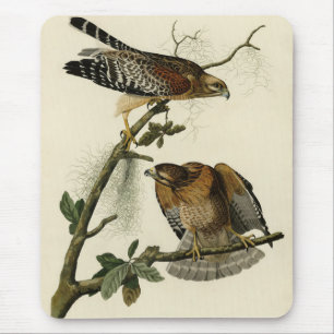 Red-shouldered Hawk - Audubon's Birds of America Mouse Pad