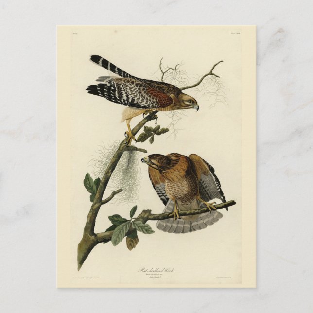 Red-shouldered Hawk - Audubon's Birds of America Postcard (Front)