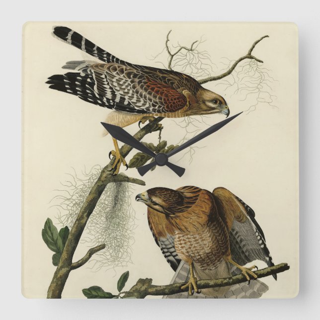 Red-shouldered Hawk - Audubon's Birds of America Square Wall Clock (Front)