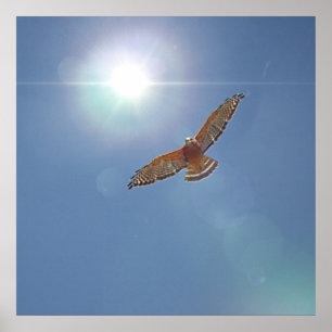 Red Shouldered Hawk Bright Sun Photographic Art Poster