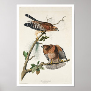Red-shouldered Hawk by Audubon Poster