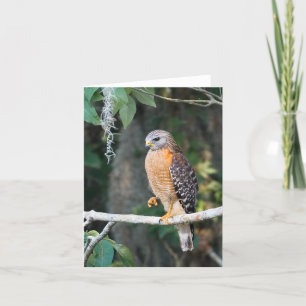 Red Shouldered Hawk Card