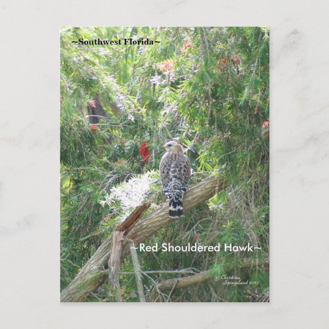 Red Shouldered Hawk Florida Postcard (Front)