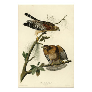 Red-shouldered Hawk from Audubons Birds of America Photo Print