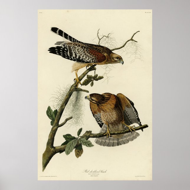 Red-shouldered Hawk from Audubons Birds of America Poster (Front)