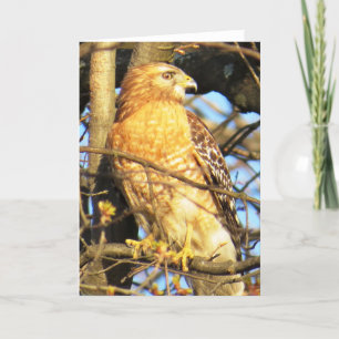 Red-shouldered Hawk Greeting Card