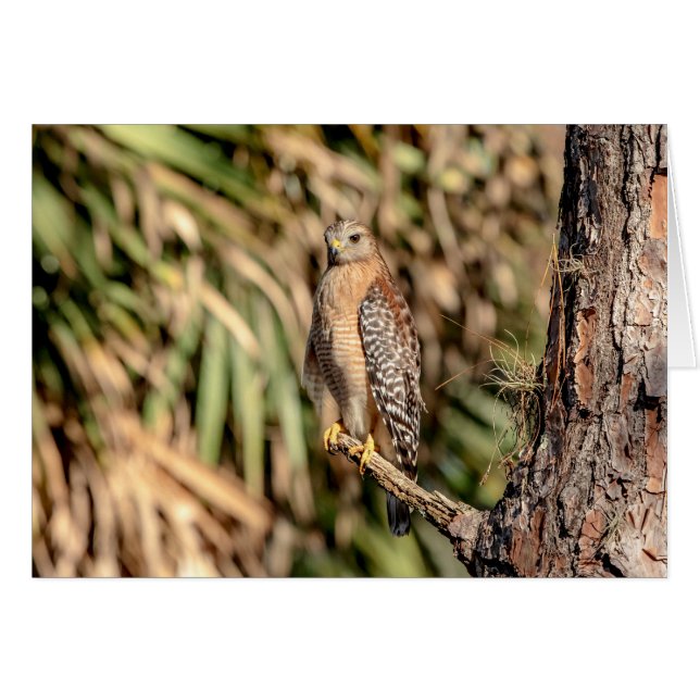 Red Shouldered Hawk in a tree (Front Horizontal)