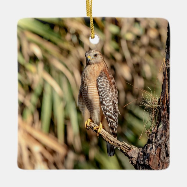 Red Shouldered Hawk in a tree Ceramic Ornament (Front)