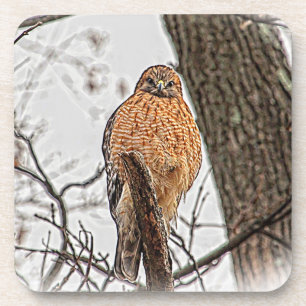 Red Shouldered Hawk in a tree Coaster