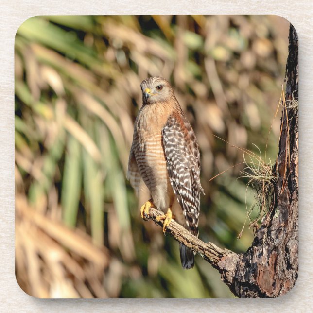 Red Shouldered Hawk in a tree Coaster (Front)