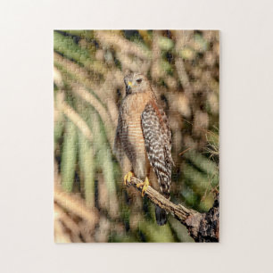 Red Shouldered Hawk in a tree Jigsaw Puzzle