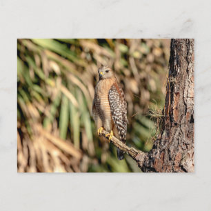 Red Shouldered Hawk in a tree Postcard