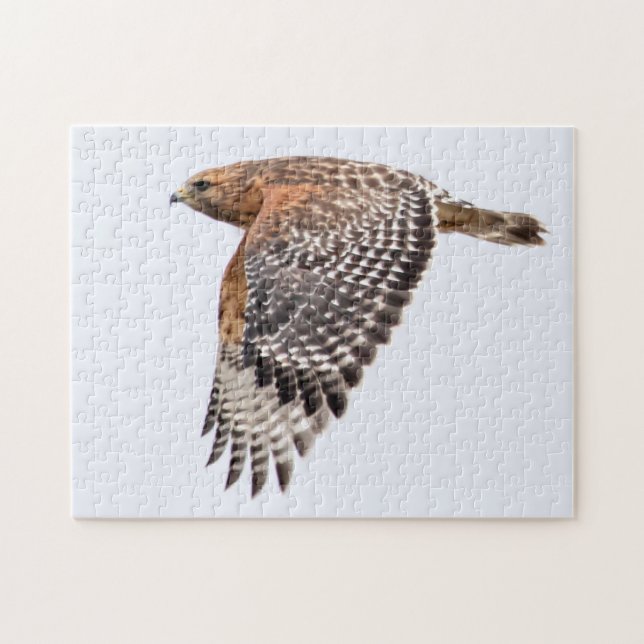 Red Shouldered Hawk in flight Jigsaw Puzzle (Horizontal)