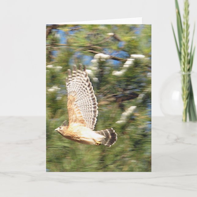 Red Shouldered Hawk in Flight Photography Design Card (Front)