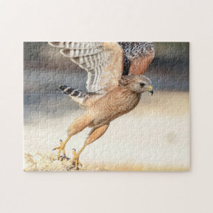 Red Shouldered Hawk in Florida Jigsaw Puzzle