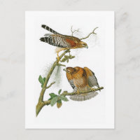 Red-shouldered Hawk John Audubon Birds of America
