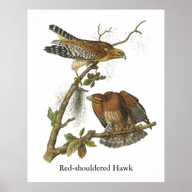 Red-shouldered Hawk, John Audubon Poster (Front)