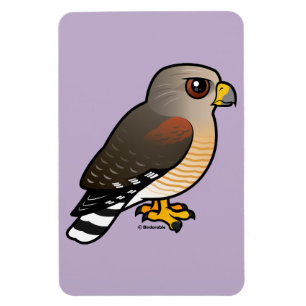 Red-shouldered Hawk Magnet