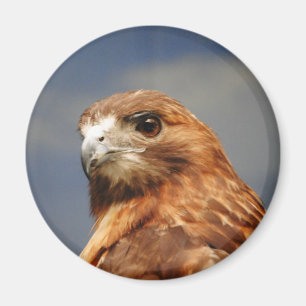 Red shouldered Hawk Magnet
