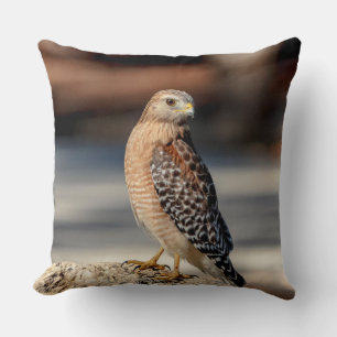 Red Shouldered Hawk on a rock Cushion
