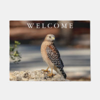 Red Shouldered Hawk on a rock