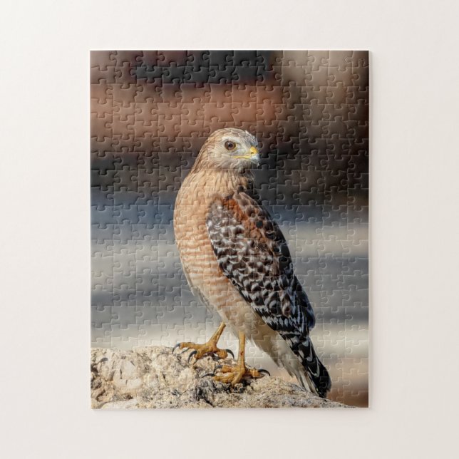 Red Shouldered Hawk on a rock Jigsaw Puzzle (Vertical)