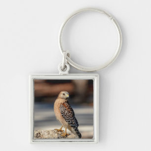 Red Shouldered Hawk on a rock Key Ring
