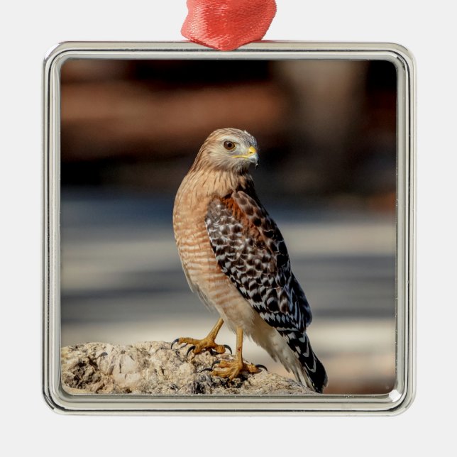 Red Shouldered Hawk on a rock Metal Ornament (Front)