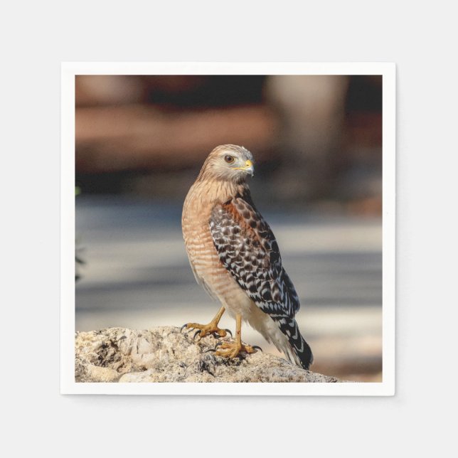 Red Shouldered Hawk on a rock Napkin (Front)