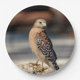 Red Shouldered Hawk on a rock Paper Plate