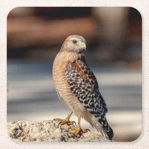 Red Shouldered Hawk on a rock Square Paper Coaster
