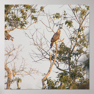 Red-shouldered Hawk Photo Poster