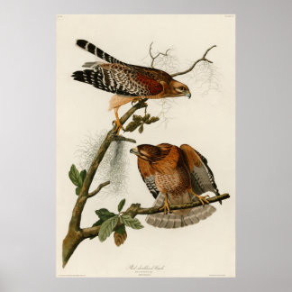 Red-shouldered Hawk, Plate 56 - Audubon Poster