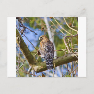 Red Shouldered Hawk Postcard