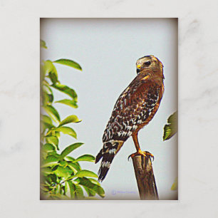 Red Shouldered Hawk Postcard