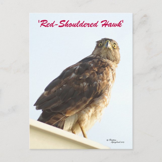 Red shouldered hawk Postcard (Front)