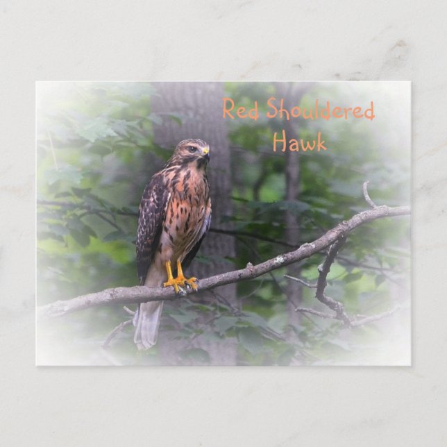 Red Shouldered Hawk Postcard (Front)
