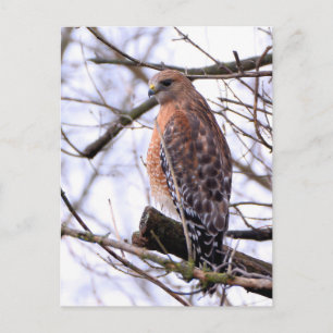 Red-shouldered hawk postcard