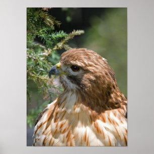 Red-shouldered Hawk Poster