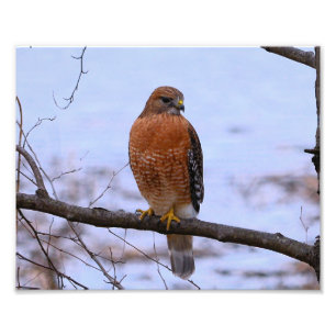 Red-Shouldered Hawk (Satin) Photo Enlar Print