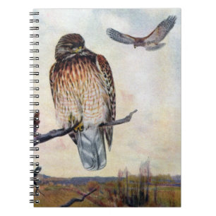 Red-shouldered Hawks Vintage Illustration Notebook