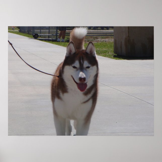 Red Siberian Husky Poster (Front)