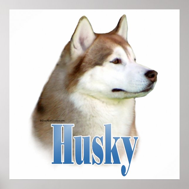 Red Siberian Husky Poster (Front)