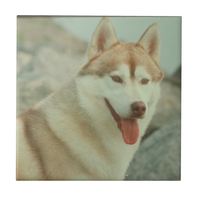 Red Siberian Husky Tile (Front)