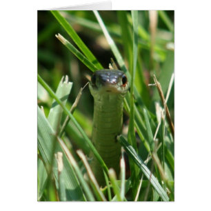 Red Sided Garter Snake in the Grass
