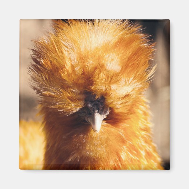 Red Silkie Chicken Hen Magnet (Front)