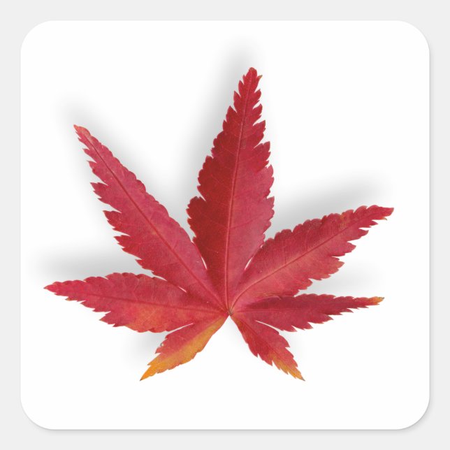 Red single autumn leaf square sticker (Front)