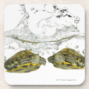 Red slider turtles coaster
