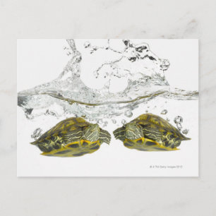 Red slider turtles postcard